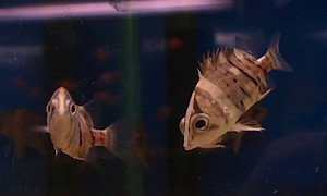 ダトニオ・プラスワン