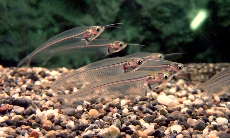 中野愛魚園 トランスルーセントグラスキャット