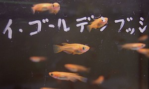 楊貴妃メダカ