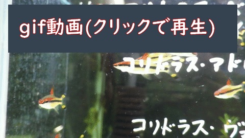 レインボーシャイナー