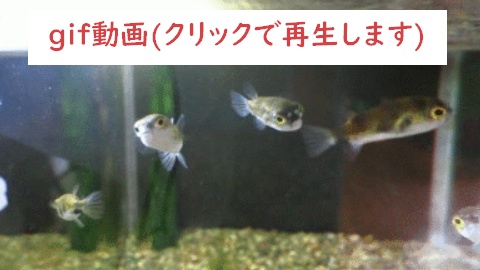 南米淡水フグ