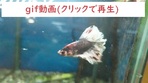ベタ　ハーフムーン
