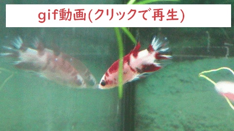 コイベタ