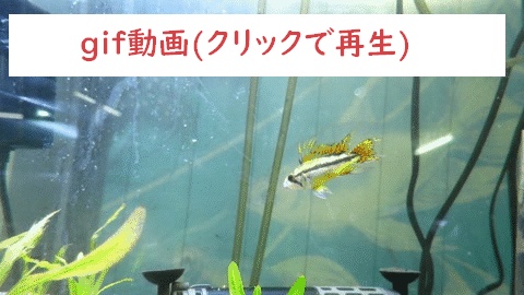 RREAアクアマリンレッドテールグッピー