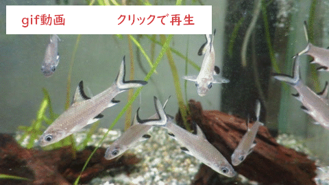 シルバーシャーク