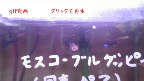 モスコーブルーグッピー