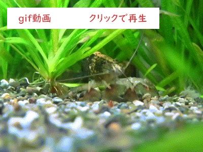 ロックシュリンプ
