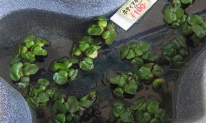 ホテイアオイ