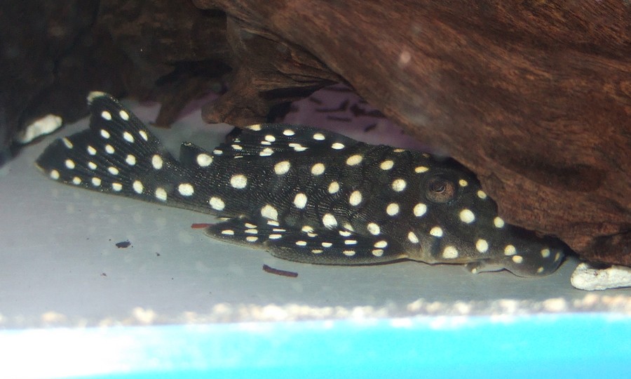ブラックウィズホワイトカイザー