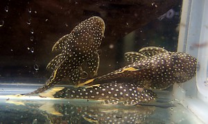 スターダストオレンジフィンカイザープレコ