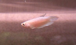 ベタ♂ スーパーホワイト
