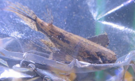 バタフライフィッシュ