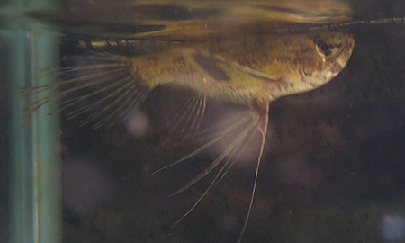 バタフライフィッシュ