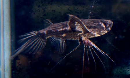 バタフライフィッシュ