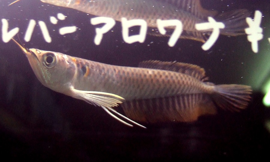 中野愛魚園 シルバーアロワナ