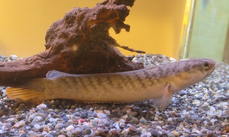 ドワーフスネークヘッド　ベンガルオレンジ