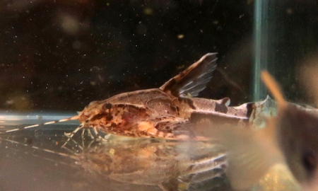 ハンコッキートーキングキャット