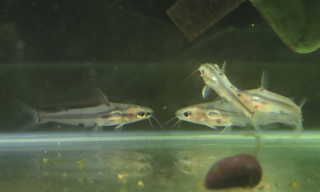 アジアクリスタルキャット