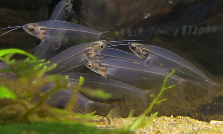 ストライプグラスキャット