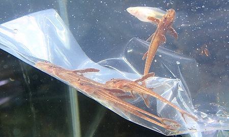 リネロリカリアspレッド