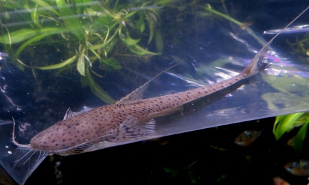 サンダーロリカリア