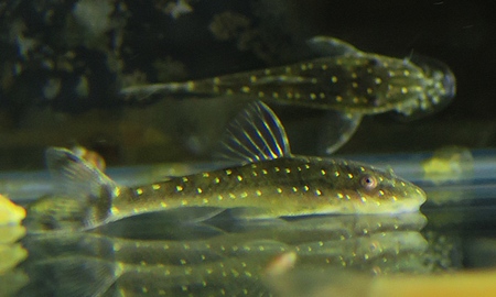 パラオトシン・ハロルドイ