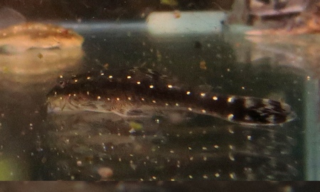 パラオトシン・ハロルドイ