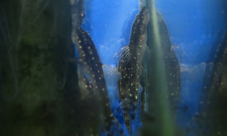 パラオトシン・ハロルドイ