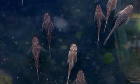 オトシンネグロ(国産)