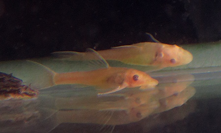 オトシンネグロ　ゴールデン(国産)