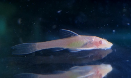 オトシンネグロ　ゴールデン(国産)