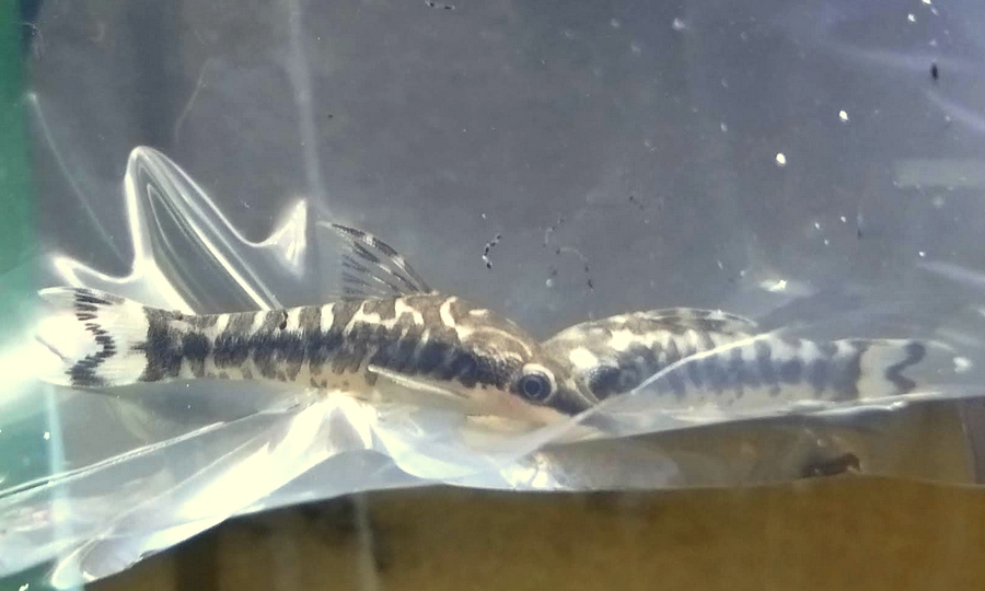 中野愛魚園
