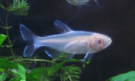 アルビノコンゴーテトラ(小)