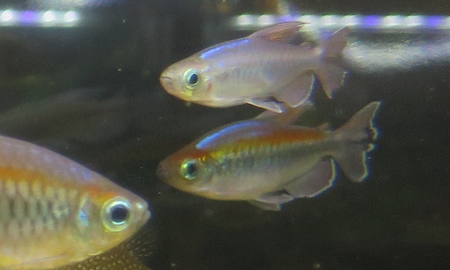 コンゴーテトラ　雄