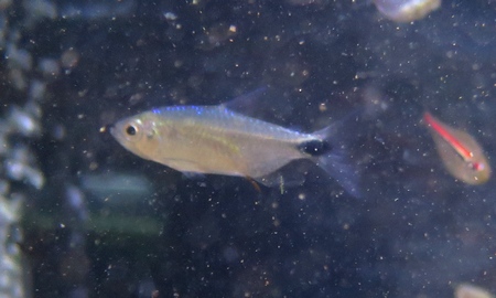 ブルーダイヤモンドコンゴーテトラ(ワイルド・ペア)