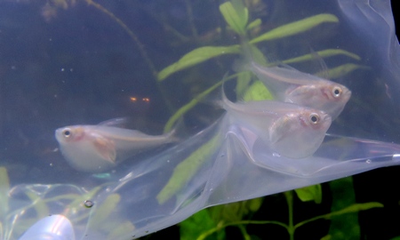 グラスハチェット