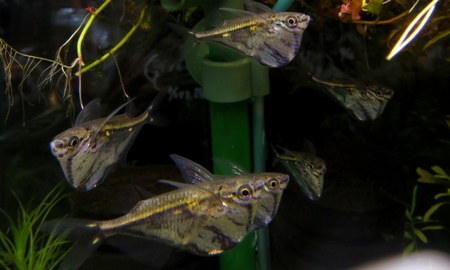 マーブルハチェット