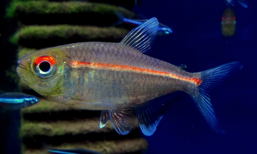 中野愛魚園