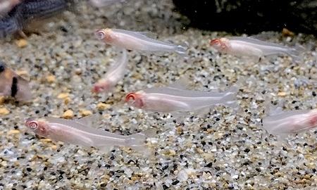 アルビノラミーノーズテトラ