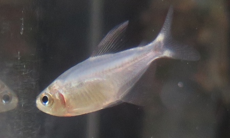 ハイフェソブリコン・プロキオン(ブリード)