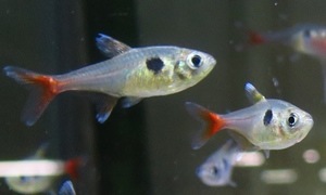 中野愛魚園 テトラ 小型カラシン ストックリスト 中野愛魚園 テトラ 小型カラシン ストックリスト