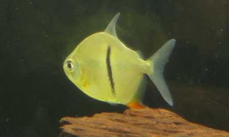 ブラックバンデッドメチニス(細バンド)