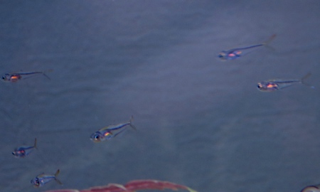 クリスタルレインボーテトラ