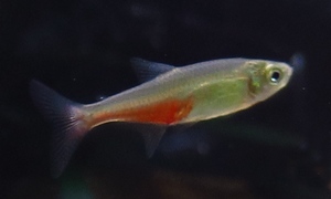中野愛魚園