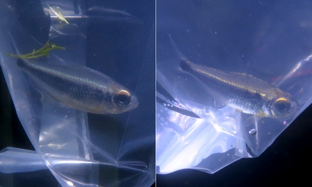 カイアポーテトラ