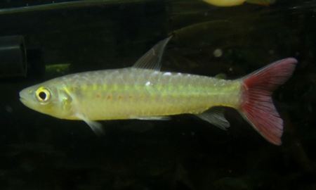 スポットピンクテールカラシン(ワイルド)