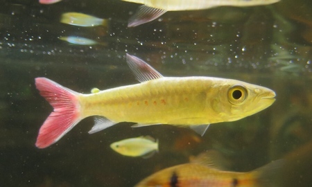 スポットピンクテールカラシン(ワイルド)