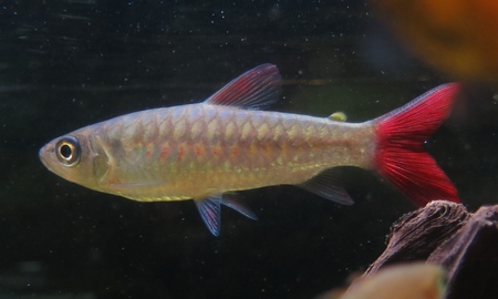 スポットピンクテールカラシン(ワイルド)