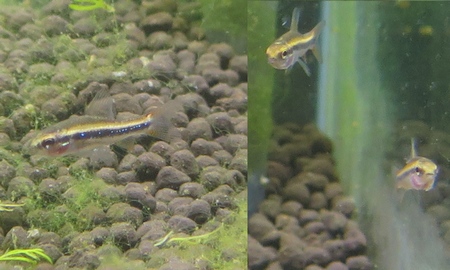 ワイツマニーテトラ