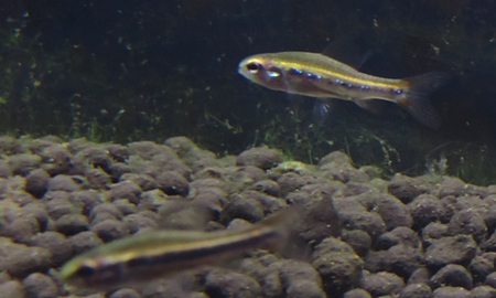 ワイツマニーテトラ